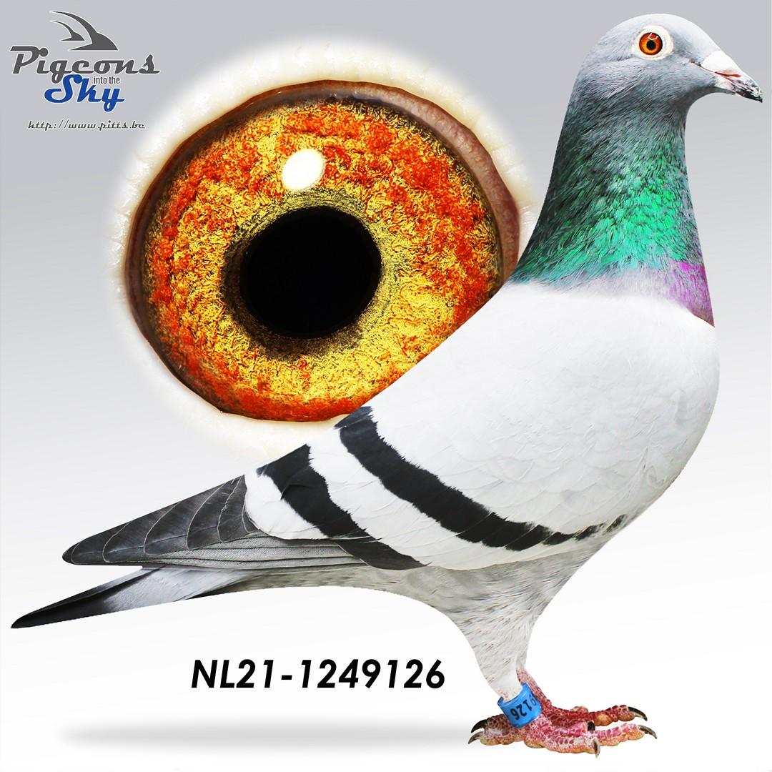 Zoon Grote Luc x Favorite Breeder - Original Ad Schaerlaeckens