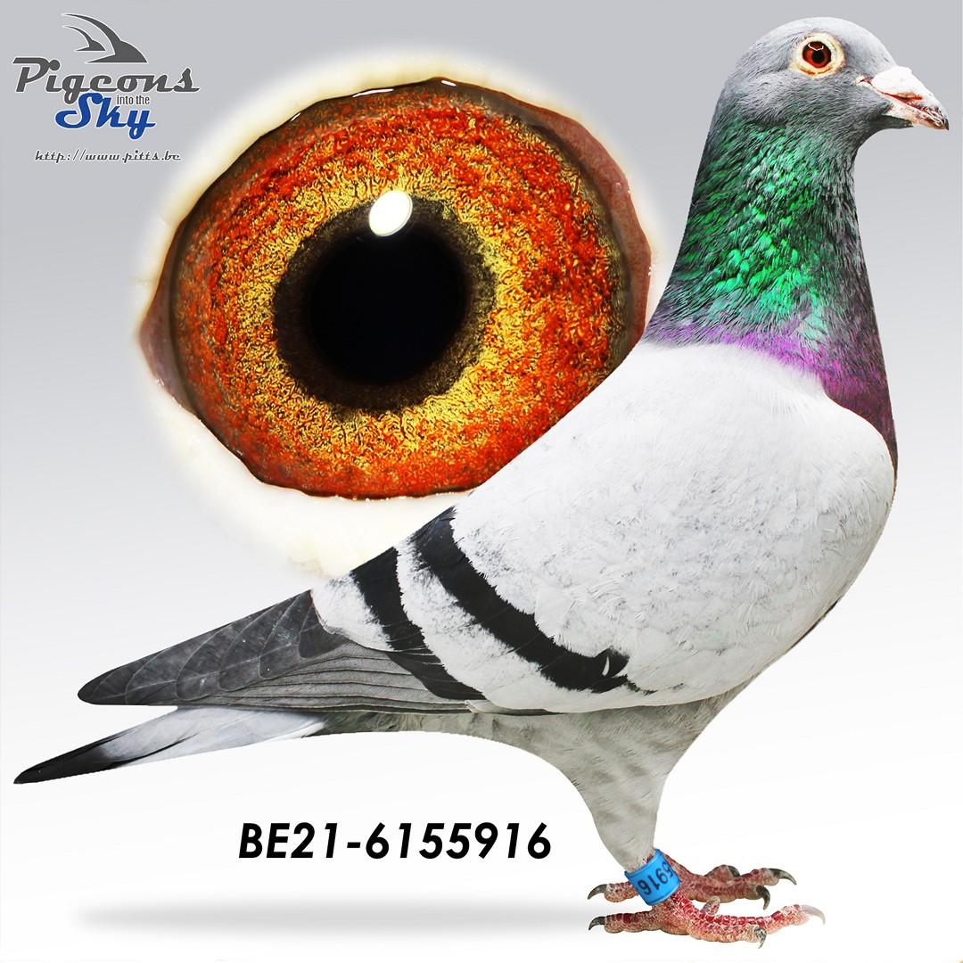 Zoon Swakke x Lijn jos Bastiaens - Original Jos Bastiaens