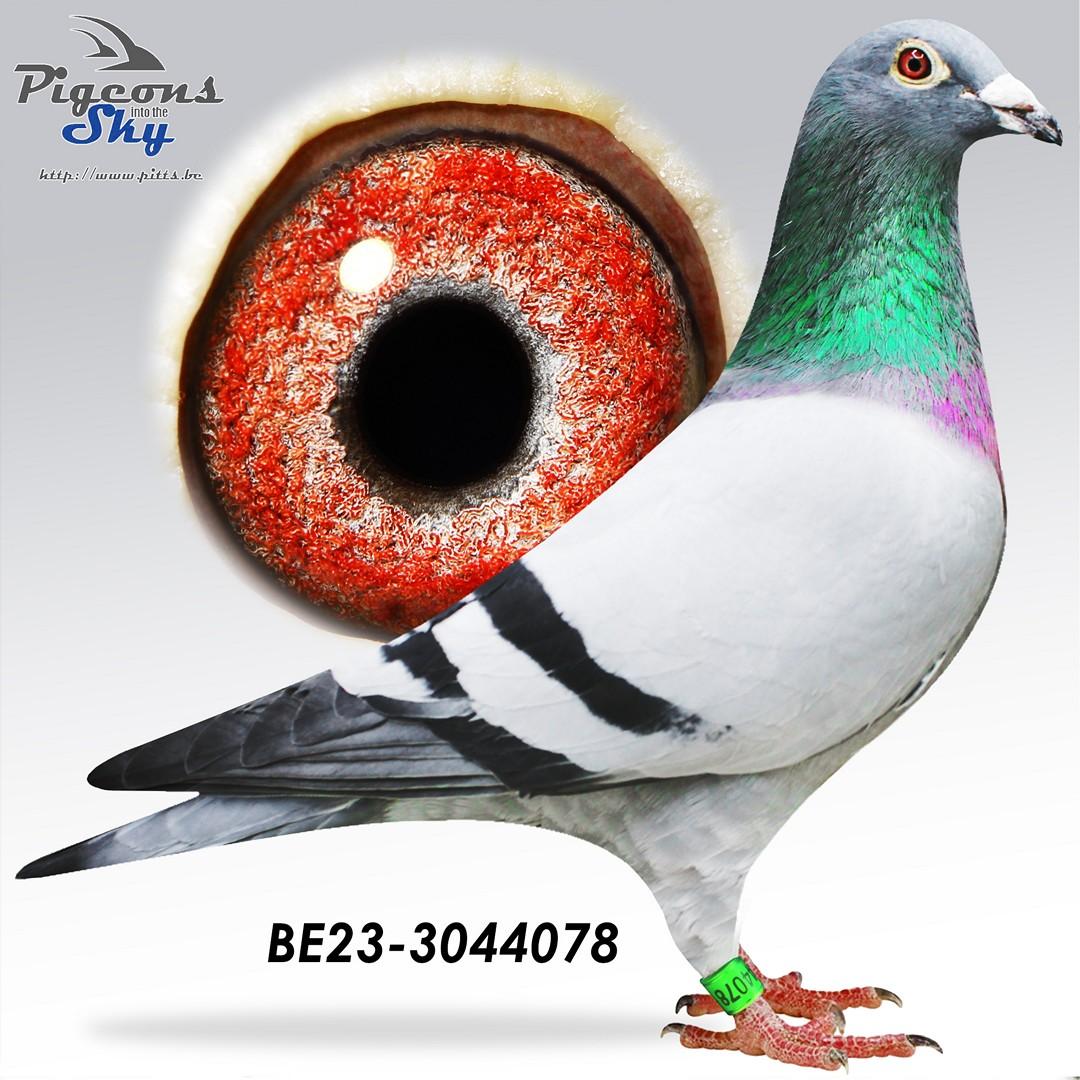 Double Frederik - Original Dobbelaere-De Buck