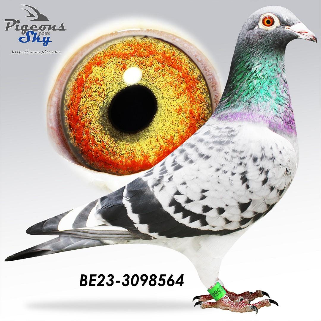 Dochter 9e Nat Valence - Original Decuypere-Thibaut