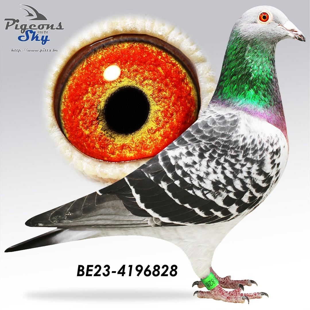 Granddaughter Black Sea Star - Original Annick Goeteyn