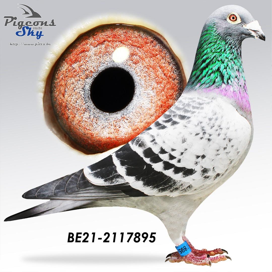 Zoon uit broer vader New Kim x Dochter Sella - Original Vanhoudt-Serre