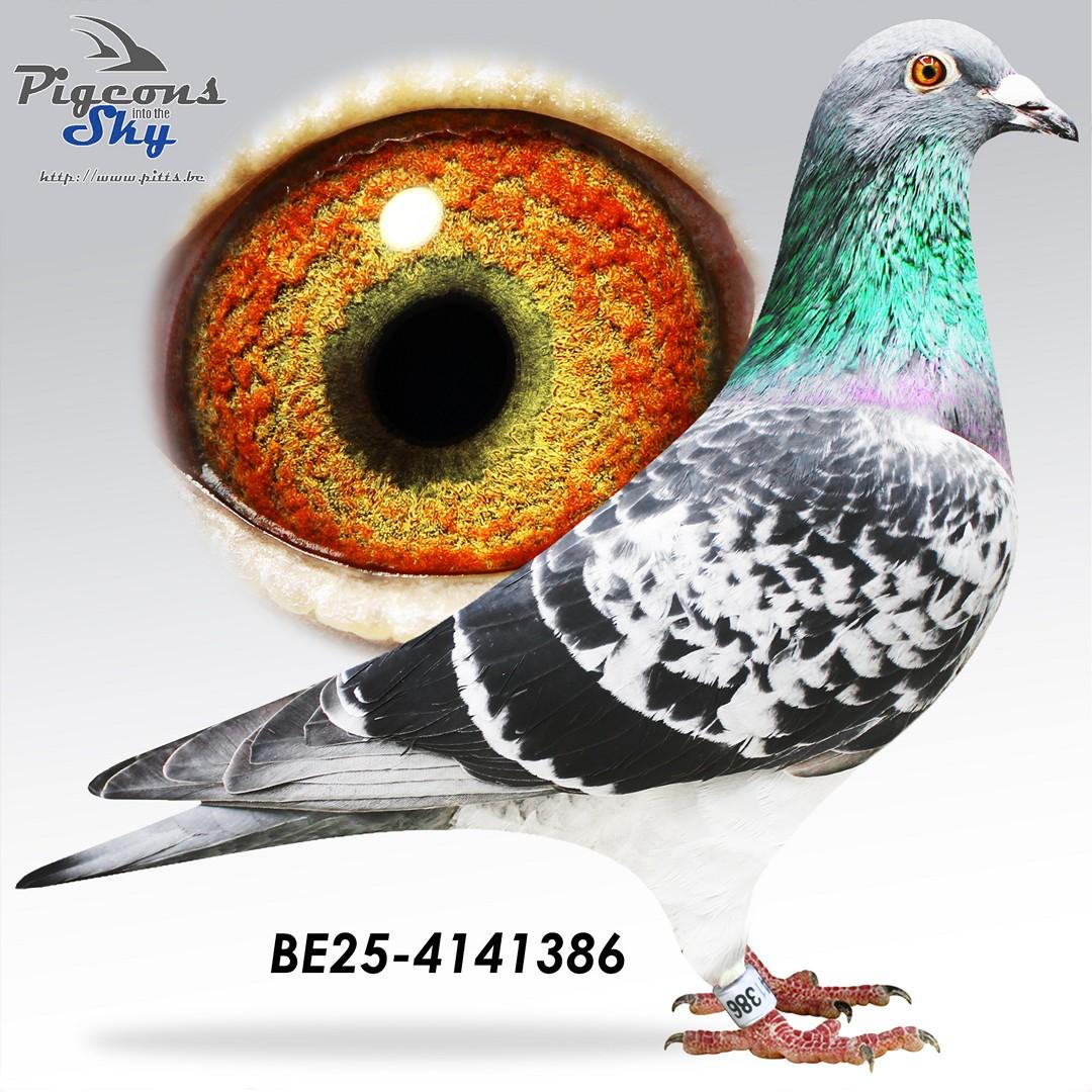 inteelt Zwart Goud, J. Jellema ,dochter 30e en 45e Provinciaal Marseille, 52e Prov Pau '25 