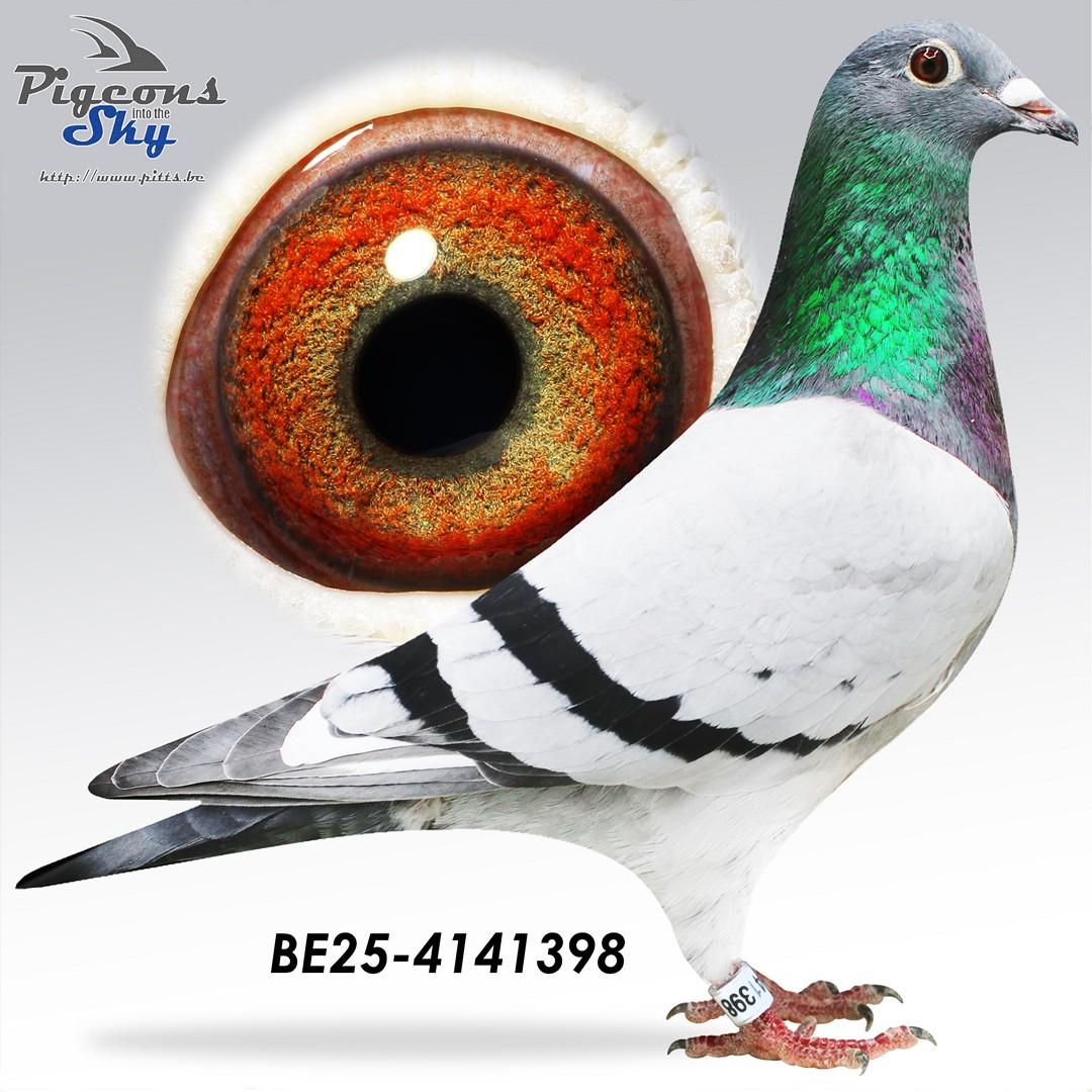 zoon Daani 287/20: 29e Nationaal Perpignan 2024 en 8/8 op de marathon