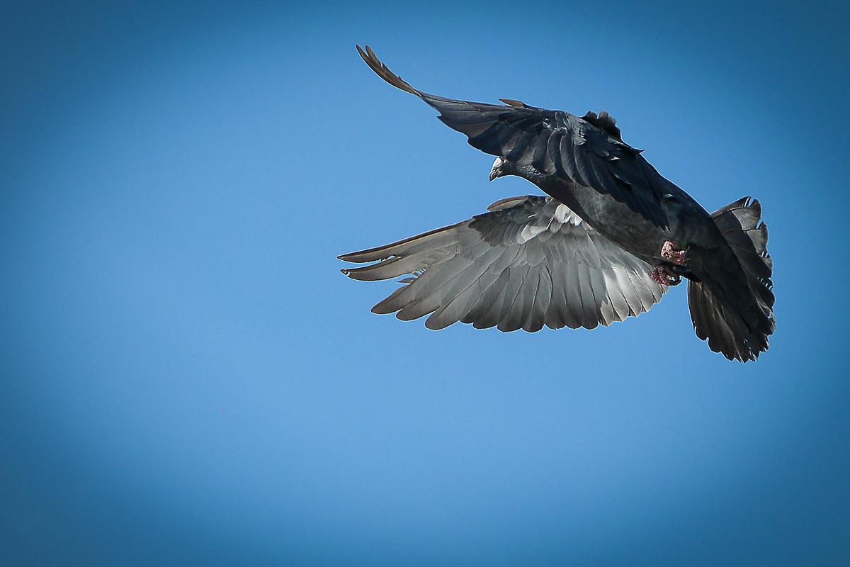 VERNIEST GILBERT, OOSTKAMP - JONG OP AFSPRAAK