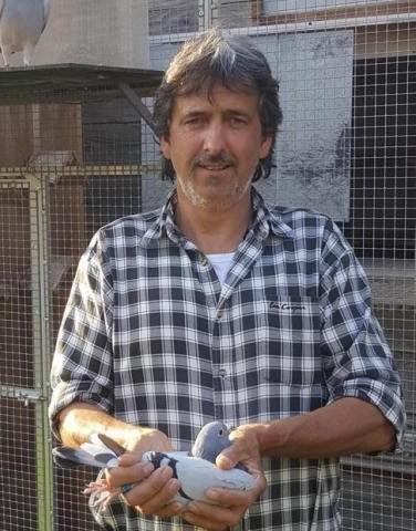 Standaert Luc,  Landegem - duif ter plaatse