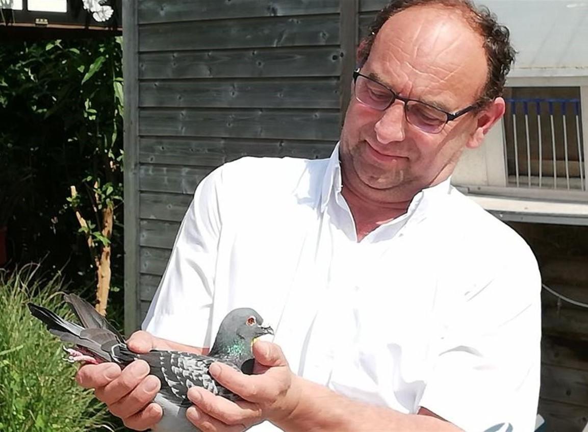 Dhooge Martin, Ursel - jonge duif ter plaatse