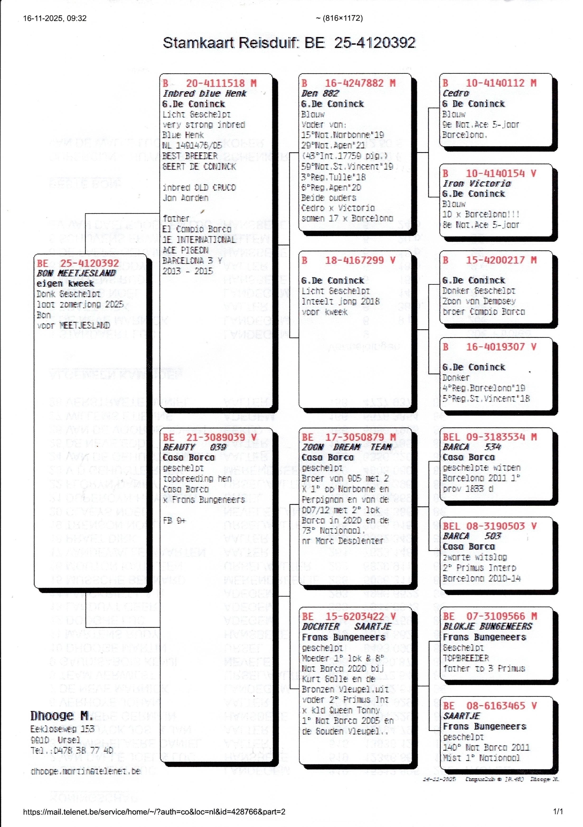pedigree Dhooge Martin, Ursel - jonge duif ter plaatse