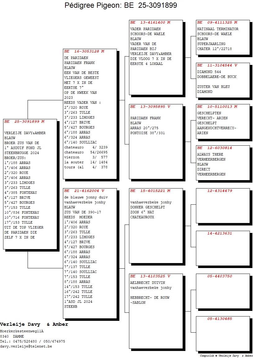 pedigree De Paridaen x Dochter Aelbrecht duivin