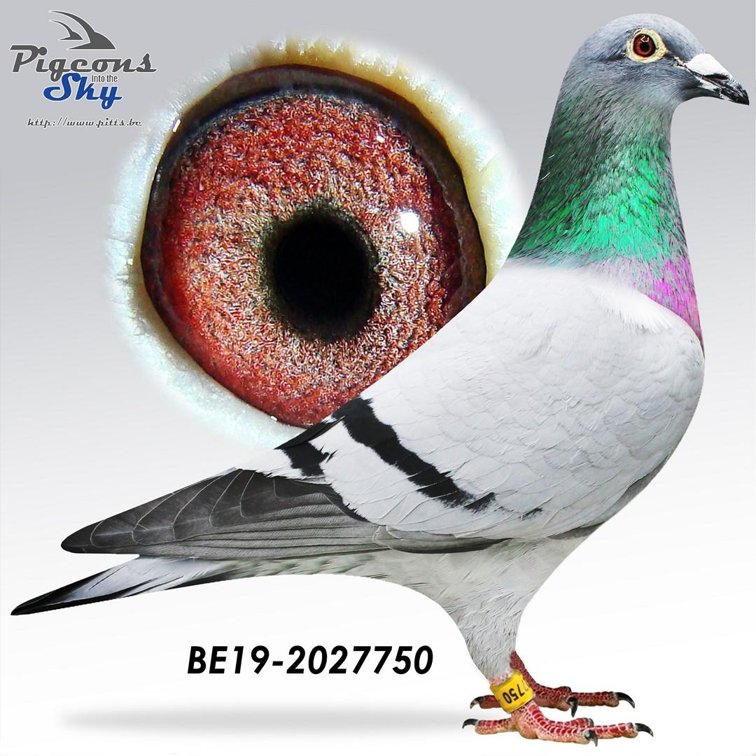 ”Flower Power”, topper met 8 nat. zone Bourges 4514 d. - 5 prov. Vierzon 749 d. - 7 nat. zone Châteauroux 991 d.