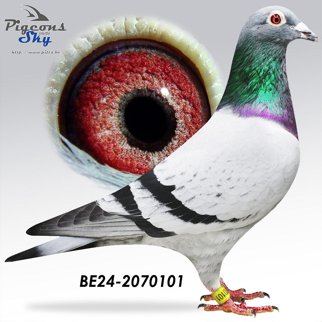 “Orfano”, uit Vader 1 nat. Bourges 12.094 d. x Volle zus 1 nat. Bourges 33.410 d.