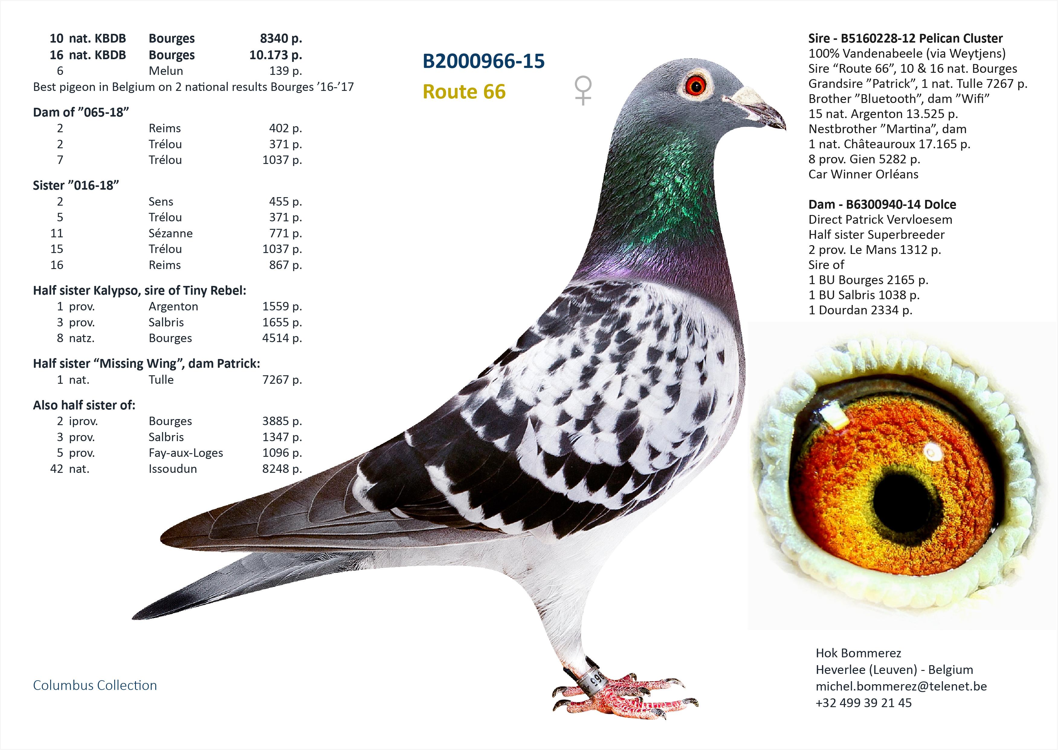“Orfano”, uit Vader 1 nat. Bourges 12.094 d. x Volle zus 1 nat. Bourges 33.410 d. - Familie