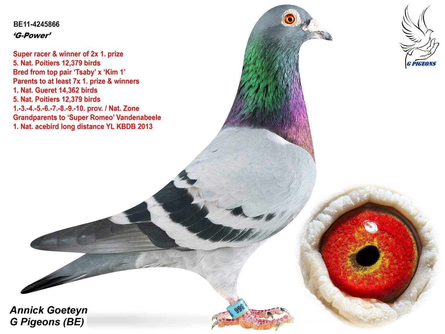 “Orfano”, uit Vader 1 nat. Bourges 12.094 d. x Volle zus 1 nat. Bourges 33.410 d. - Familie