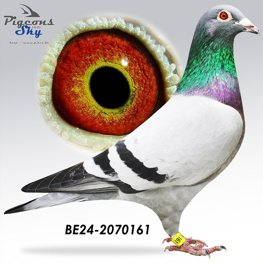 “Shag”, zeldzaam genotype AA-CCCT - Halfbroer van 1 nat. Bourges 33.410 d.