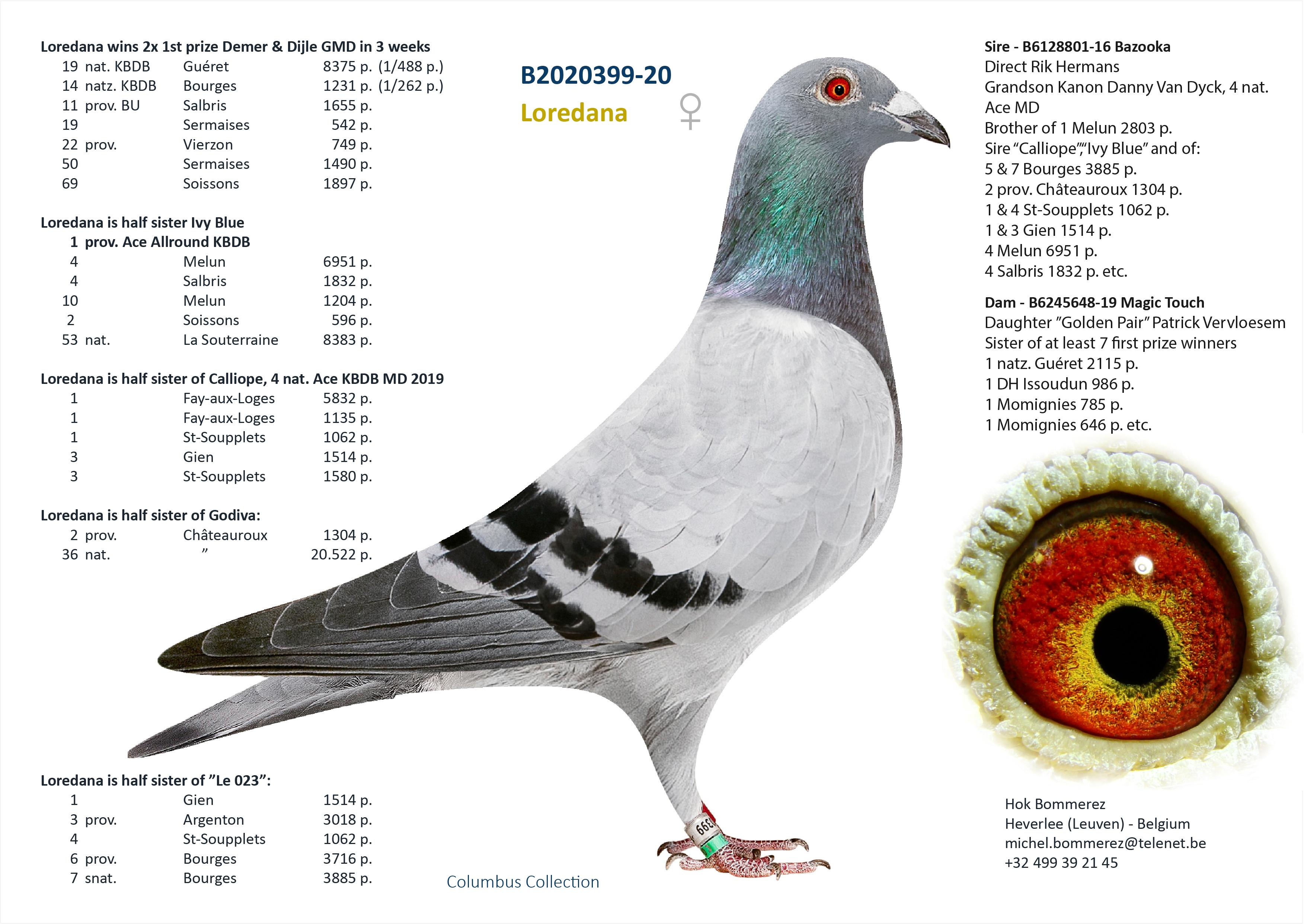 “Shag”, zeldzaam genotype AA-CCCT - Halfbroer van 1 nat. Bourges 33.410 d. - Familie