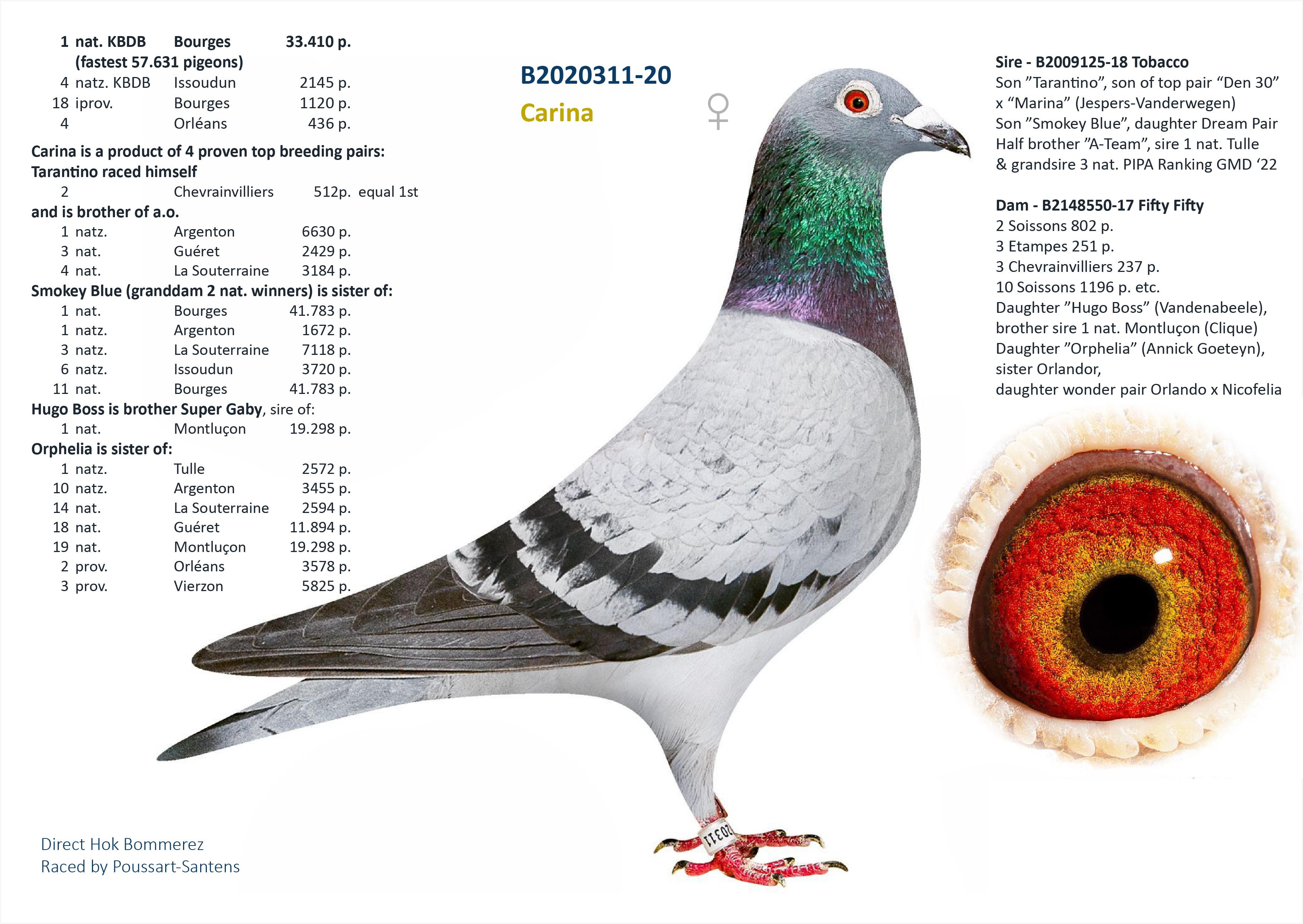“Shag”, zeldzaam genotype AA-CCCT - Halfbroer van 1 nat. Bourges 33.410 d. - Familie