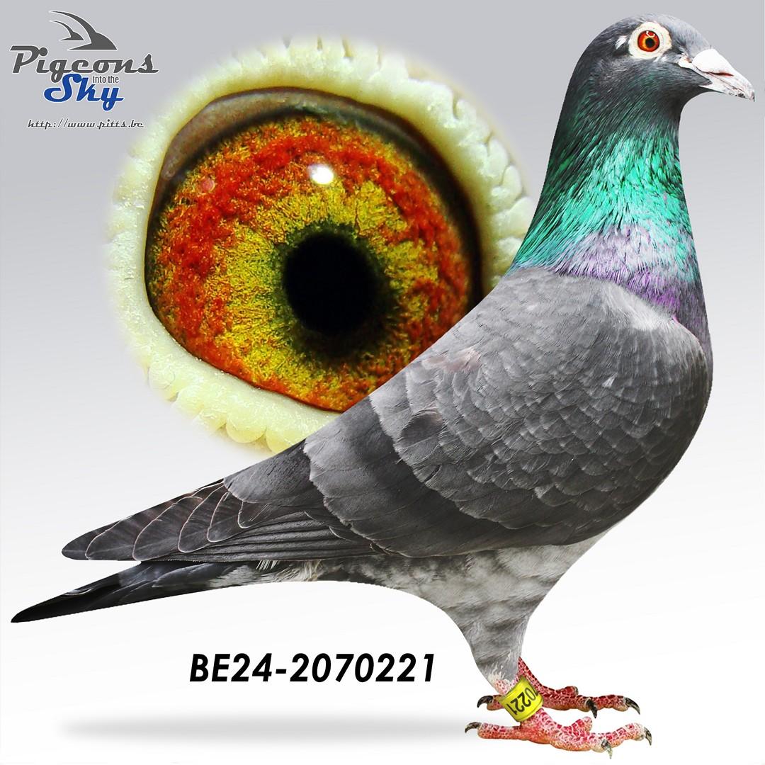 “Black Fox", AB-CCCC, halfbroer Wifi (grootmoeder 1 nat. Asduif en 1 nat. Bourges)