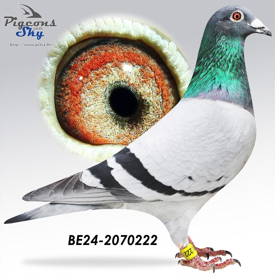 “Blue Triplet", zoon stamvader en halfbroer Wifi (grootmoeder 1 nat. Asduif en 1 nat. Bourges)