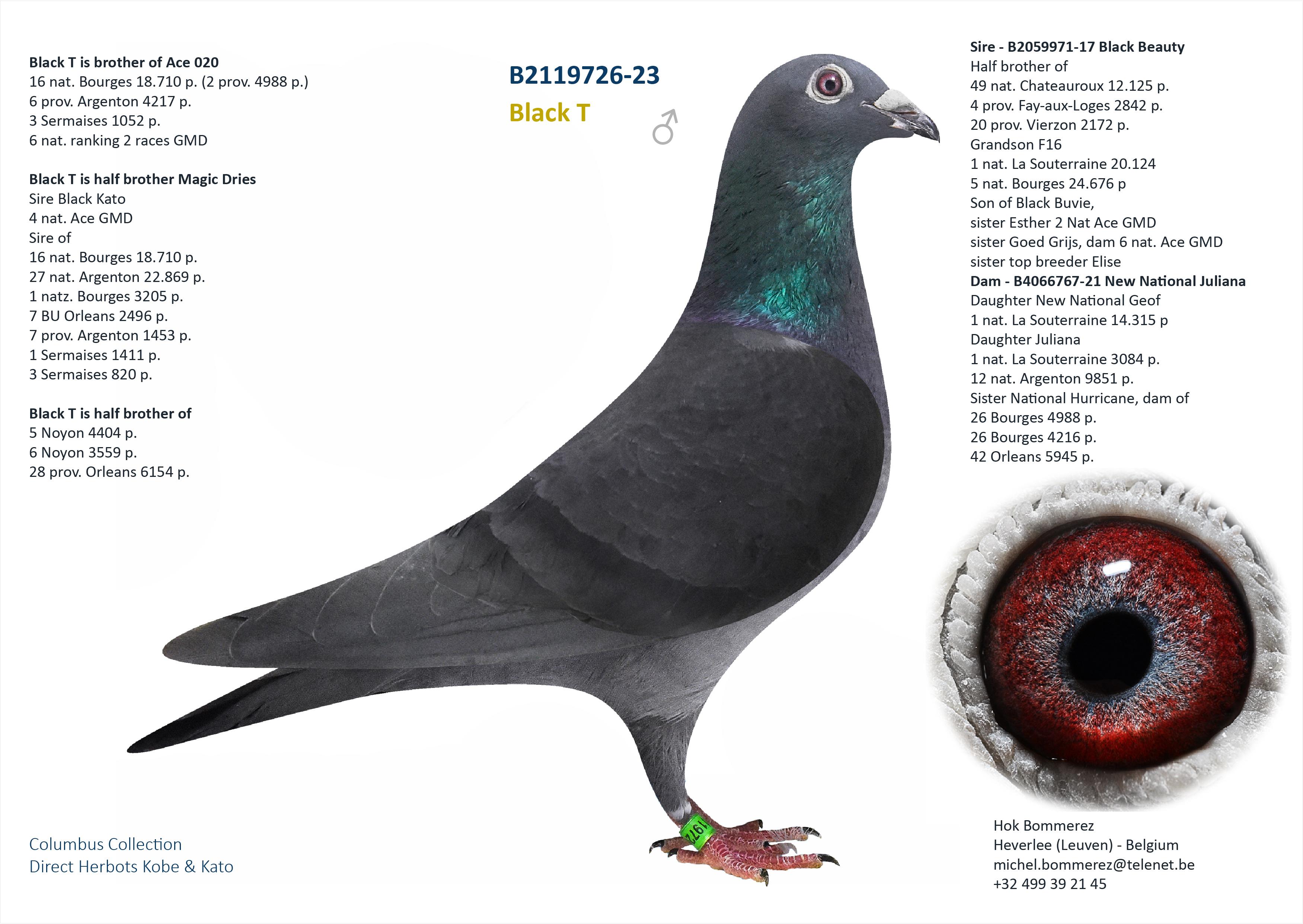 “Blue Triplet", zoon stamvader en halfbroer Wifi (grootmoeder 1 nat. Asduif en 1 nat. Bourges) - Familie