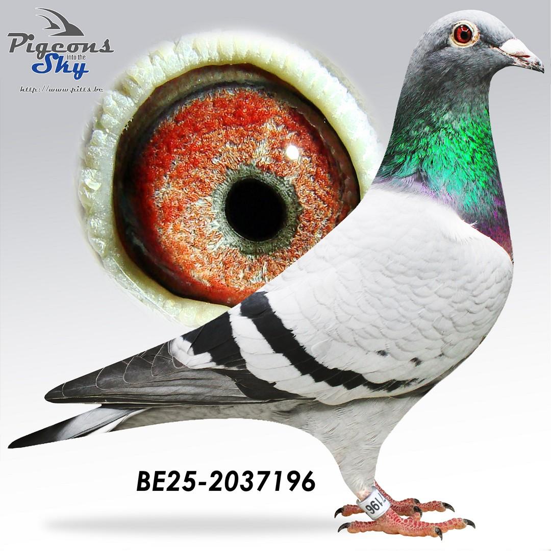 “Delta", kleindochter “Orphelia”, grootmoeder van twee nationale Bourges winnaars