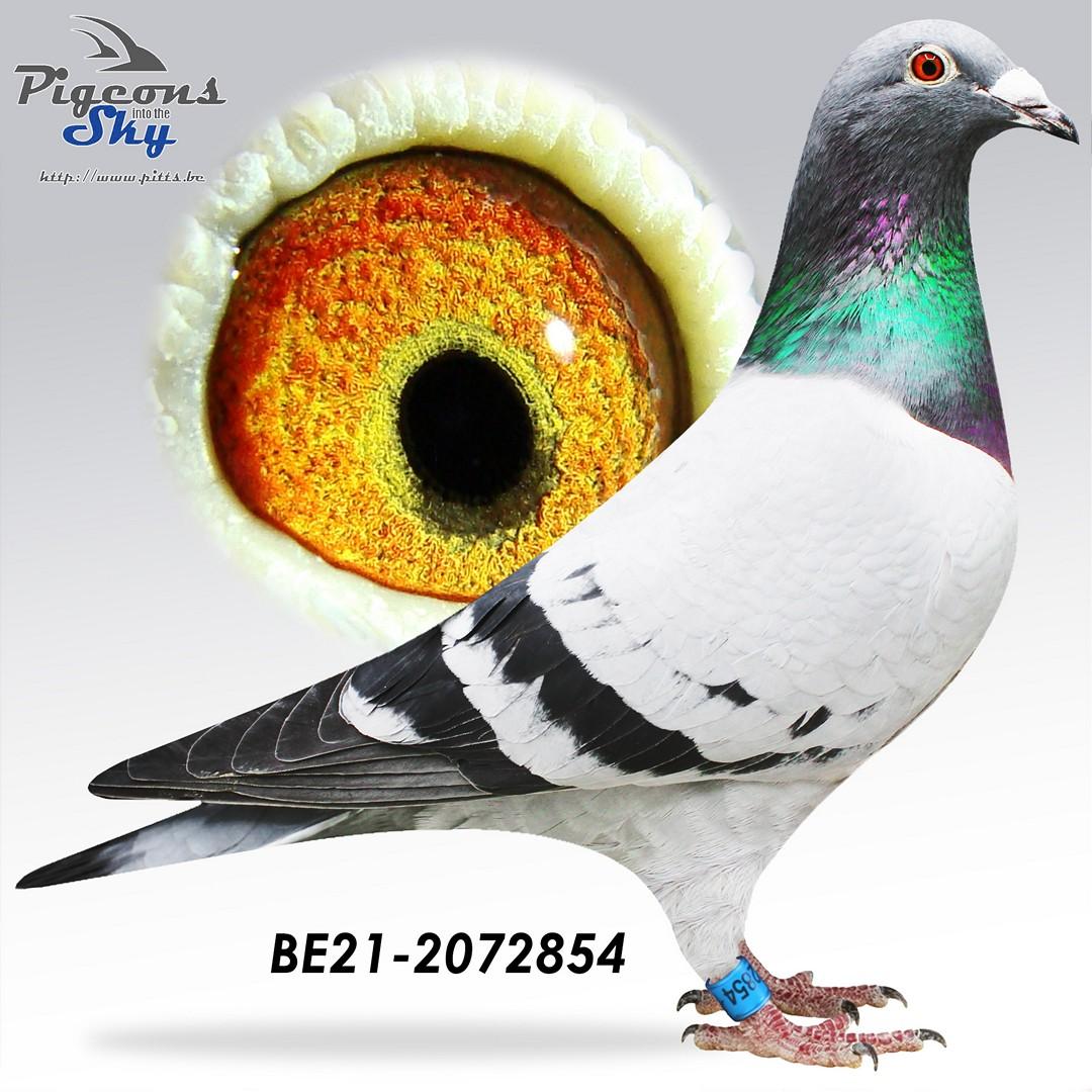 “Gamma" (Genotype: AB-CCCC), kleindochter topkoppel Bazooka x Nanny