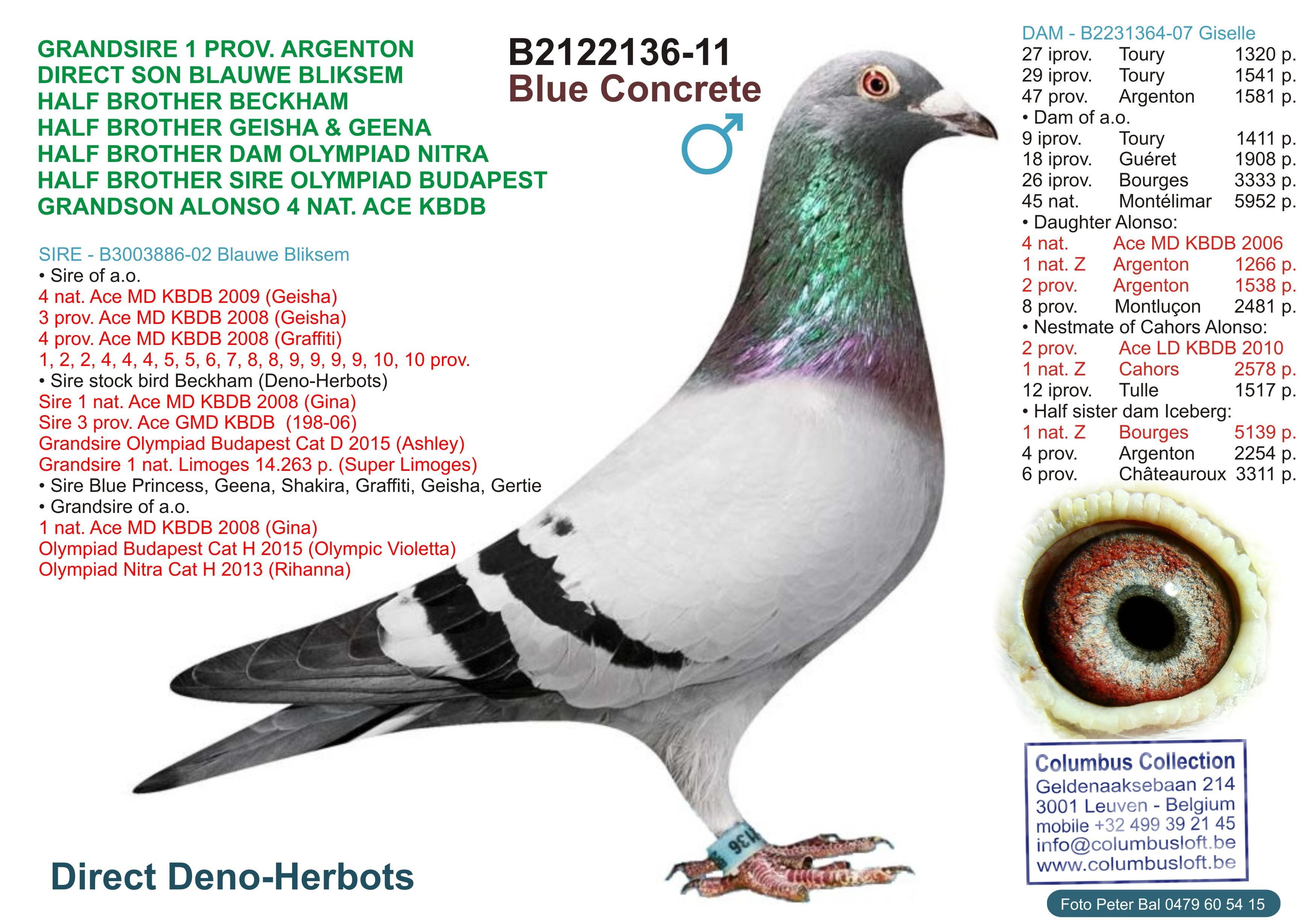 “Gamma" (Genotype: AB-CCCC), kleindochter topkoppel Bazooka x Nanny - Familie