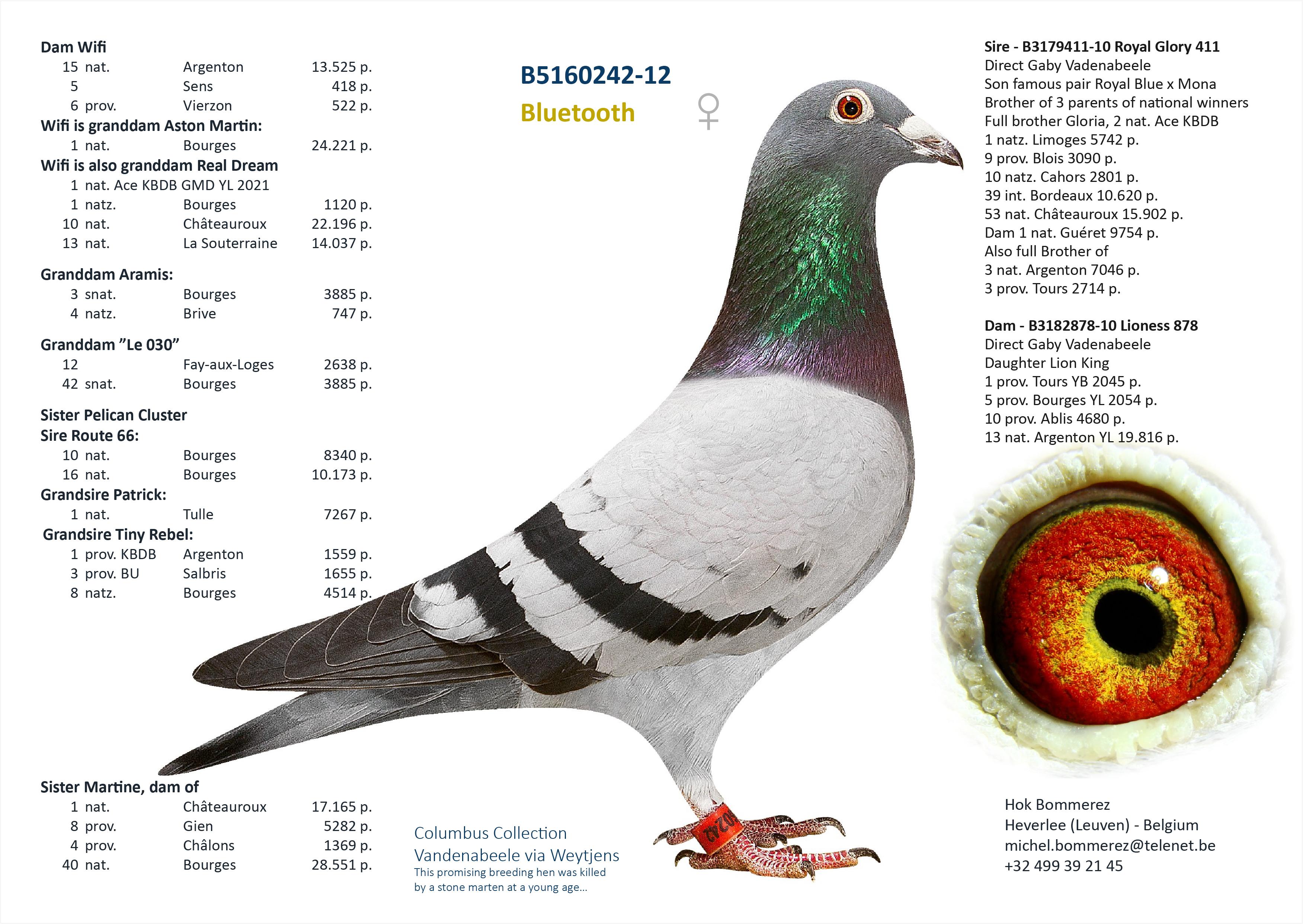 “Gamma" (Genotype: AB-CCCC), kleindochter topkoppel Bazooka x Nanny - Familie