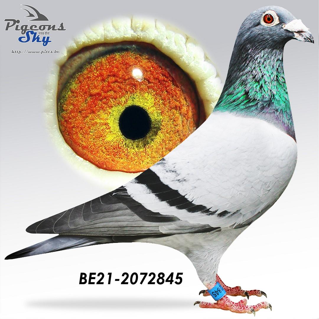 “Burgado", halfbroer 1 nat. Bourges 33.410 d., uit broer 1 prov. Asduif All-Round KBDB 2021