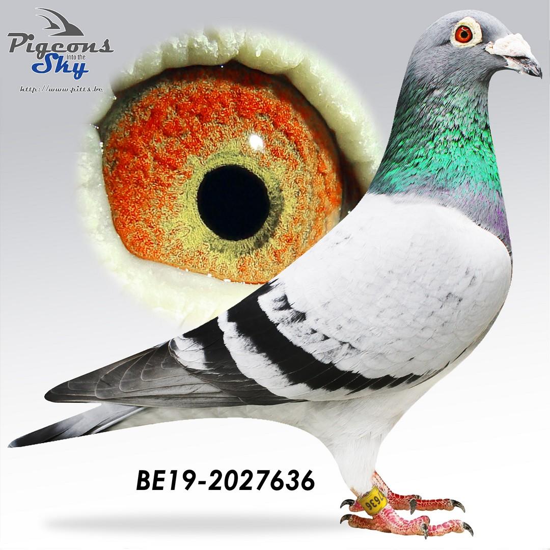 “Mikado", broer  van 1 prov. Asduif All-Round KBDB 2021 en 4 nat. Asduif HaFo KBDB 2019