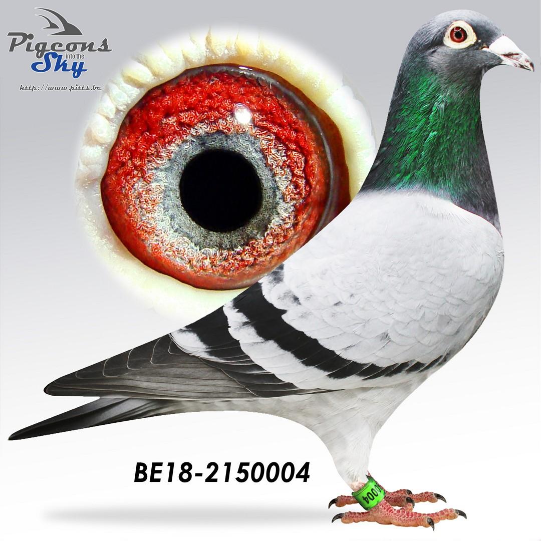 “Vaper”, AA-CCCT, vader 3de Asduif  PIPA, 11x top 20 provinciaal met 3, 5, 7, 7, 7, 11, 12, 15, 16, 17, 19 prov.