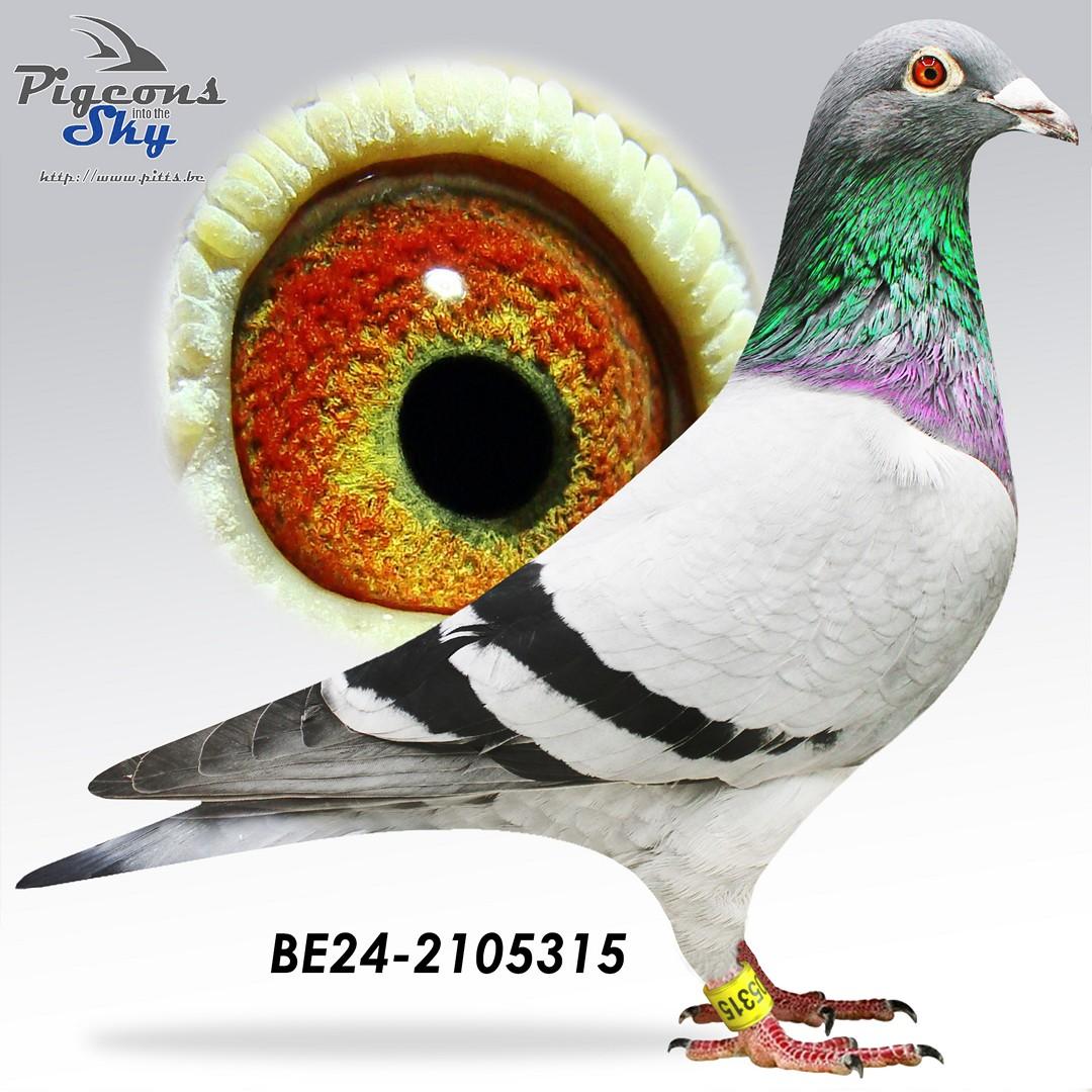  "Tulipi", volle broer 1 nat. Tulle 7267 d. - Genotype: AB-CCCC