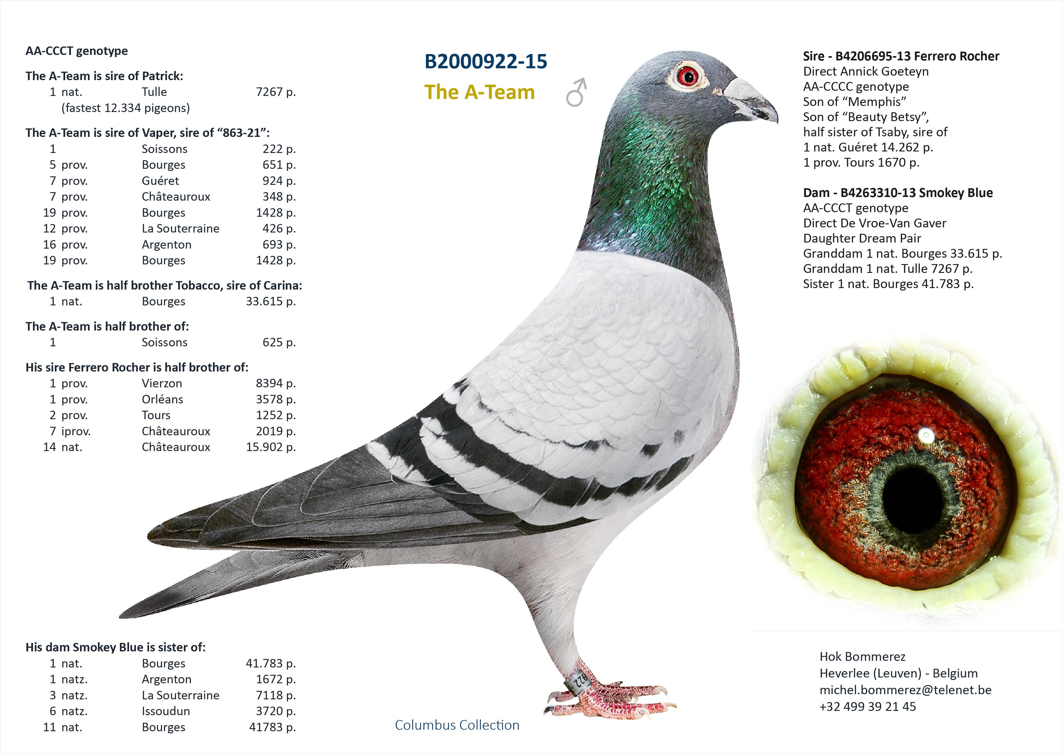  "Tulipi", volle broer 1 nat. Tulle 7267 d. - Genotype: AB-CCCC - Familie