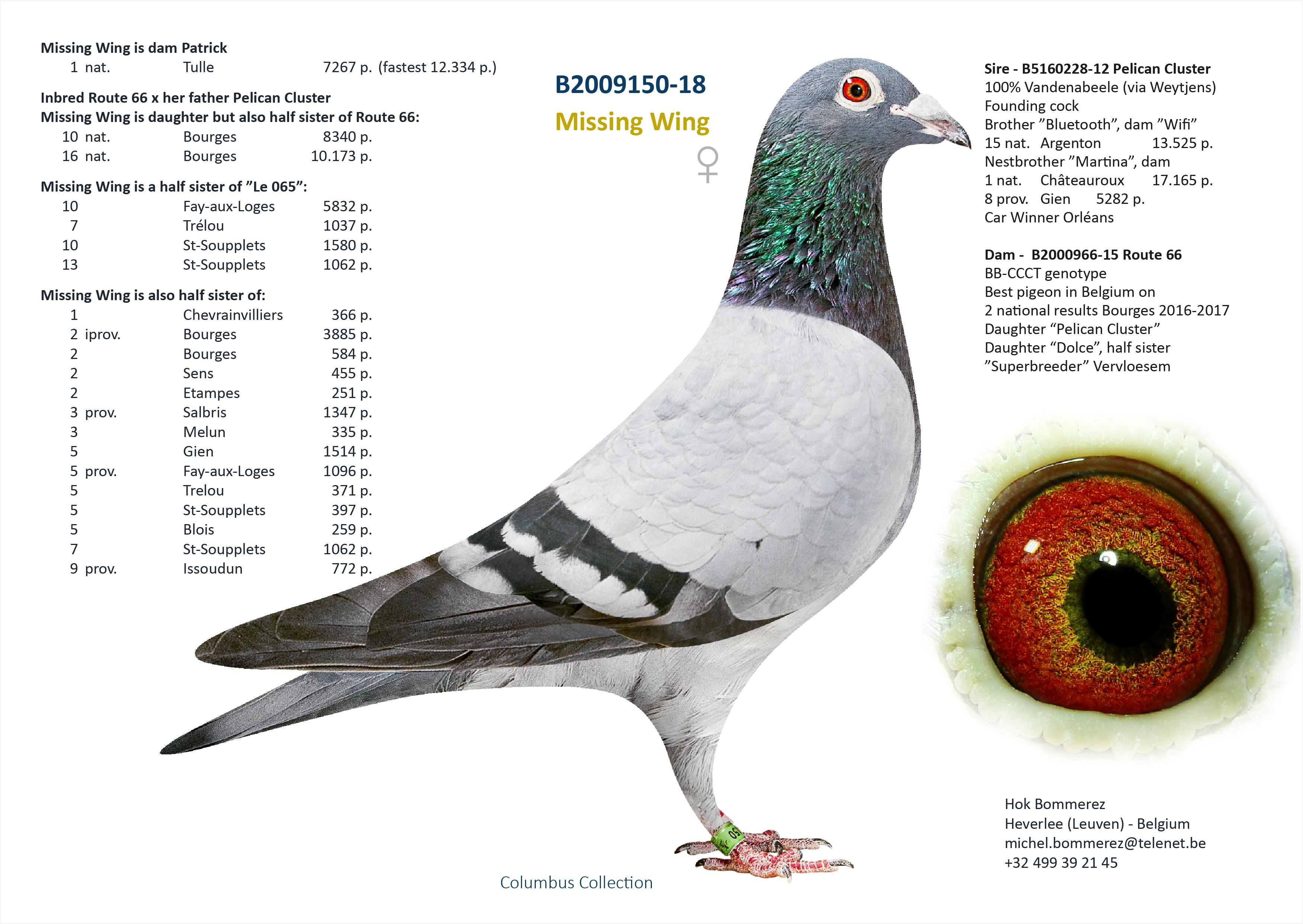  "Tulipi", volle broer 1 nat. Tulle 7267 d. - Genotype: AB-CCCC - Familie
