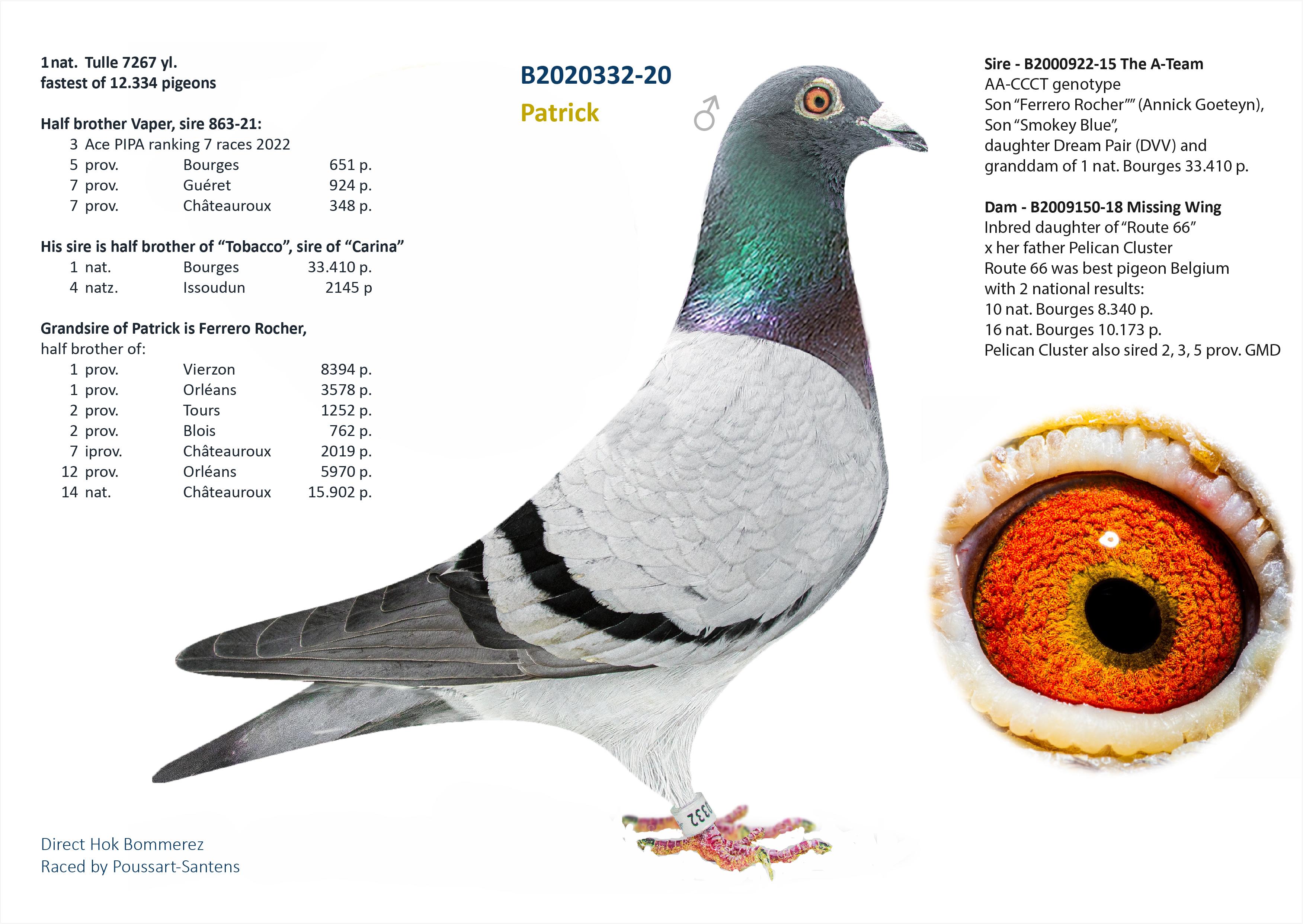  "Tulipi", volle broer 1 nat. Tulle 7267 d. - Genotype: AB-CCCC - Familie