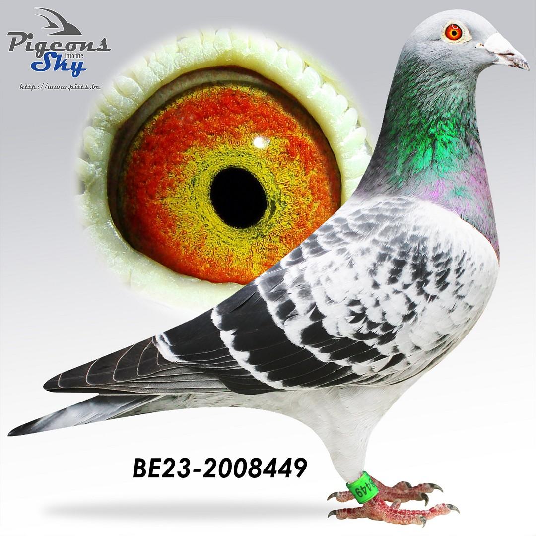 “Rebel Prince", genotype AB-CCCC, zoon Tiny Rebel (1 prov. BU Argenton & 3 prov. Salbris)