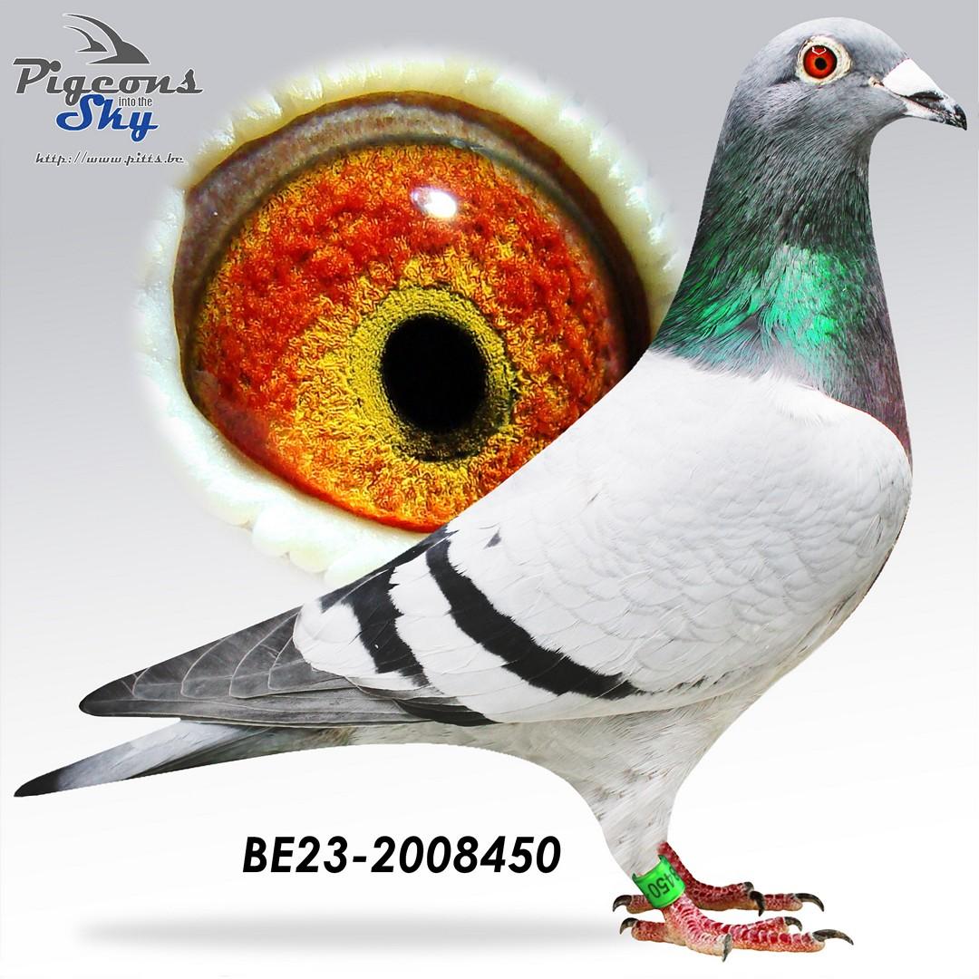 “Amalia", genotype AB, dochter “Tiny Rebel” (1 prov. BU Argenton 1559 d. en 3 prov. Salbris 1655 d.)