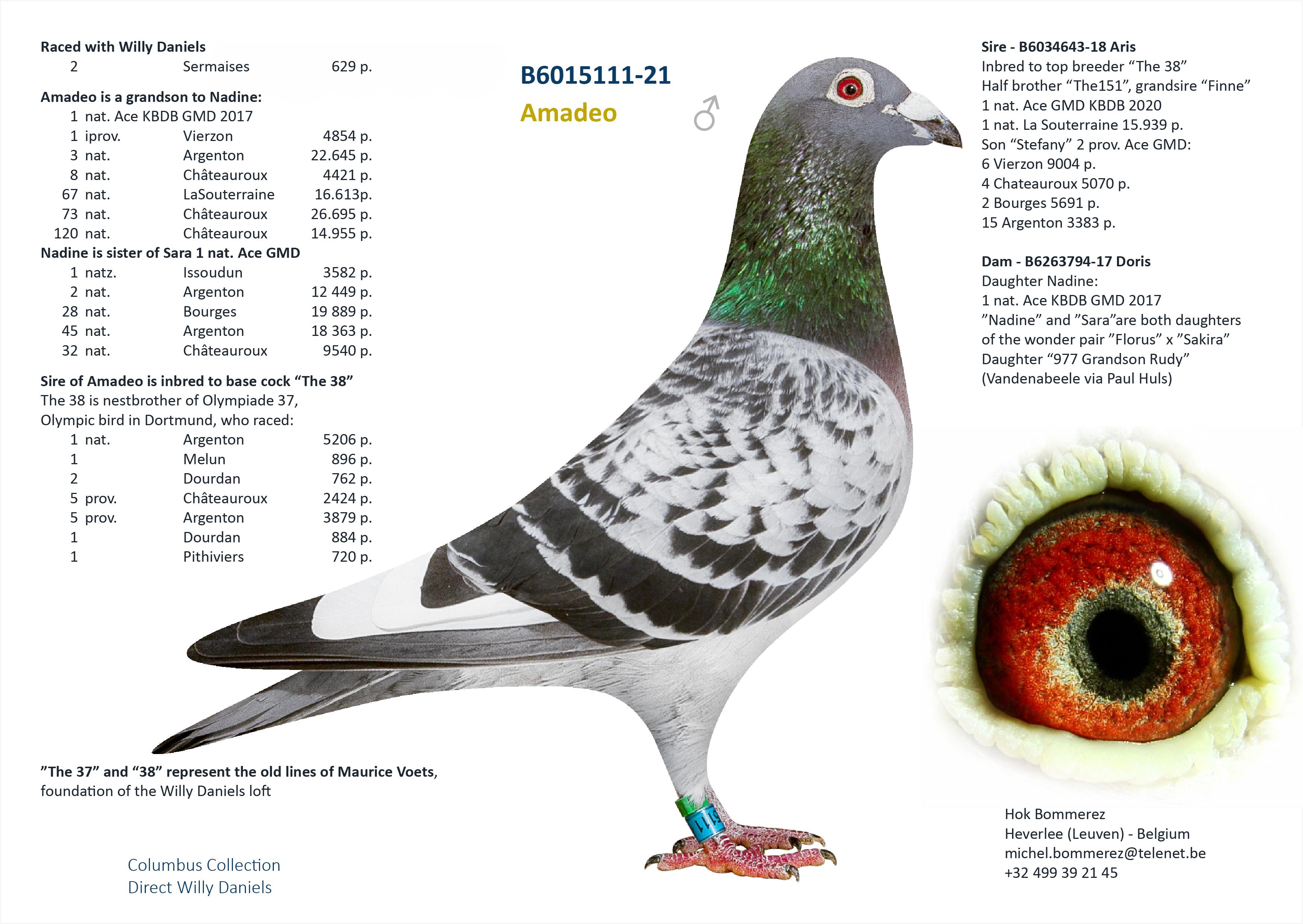 “Amalia", genotype AB, dochter “Tiny Rebel” (1 prov. BU Argenton 1559 d. en 3 prov. Salbris 1655 d.) - Familie