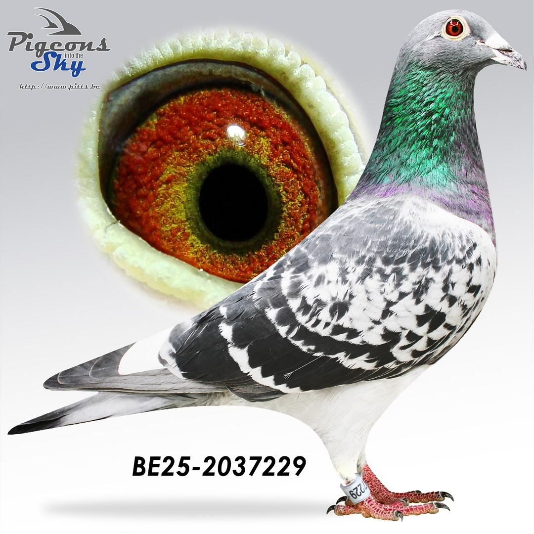 “Mozart", uit Amadeo (Willy Daniels) x inteeltdochter  “Route 66” 10 & 16 nat. Bourges