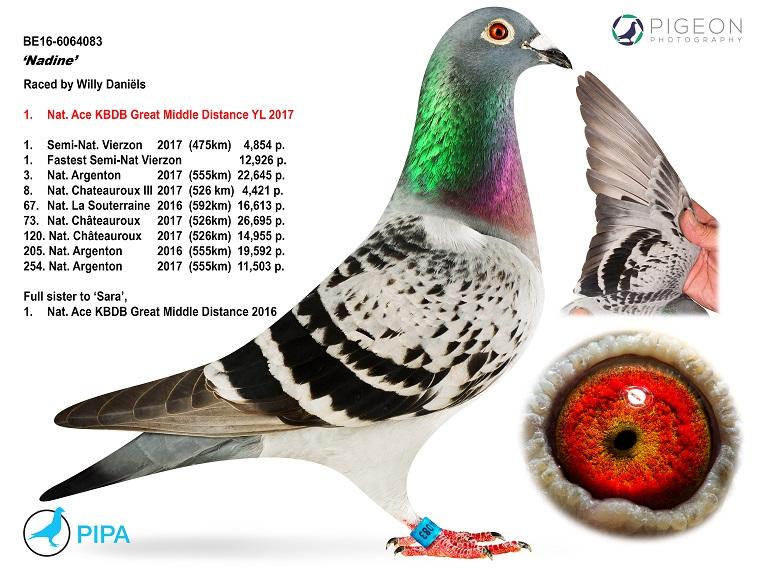 “Amadeo" - kleinzoon Nadine, 1 nat. Asduif GHF KBDB - genotype AB-CCCC - Familie