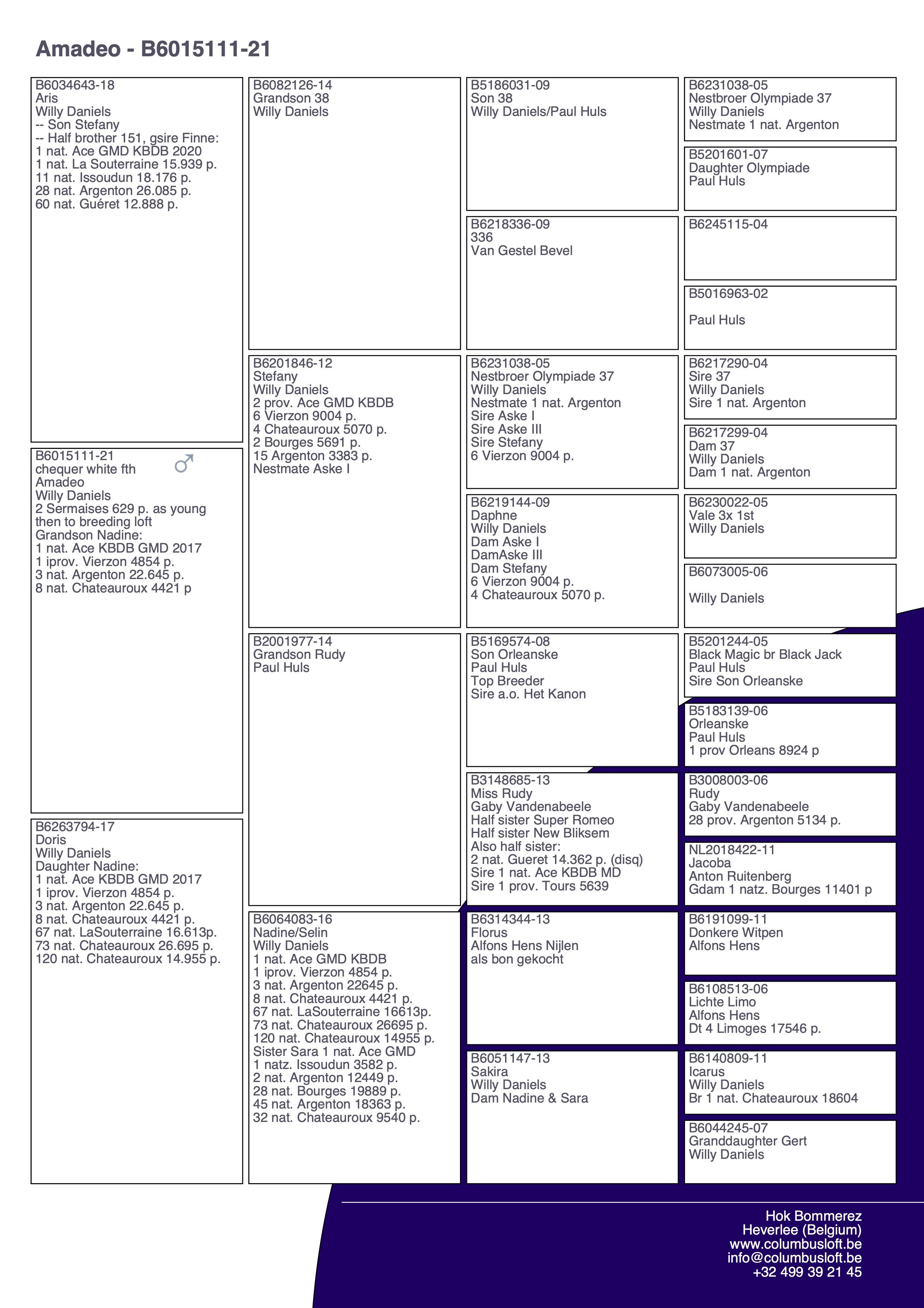 pedigree “Amadeo" - kleinzoon Nadine, 1 nat. Asduif GHF KBDB - genotype AB-CCCC