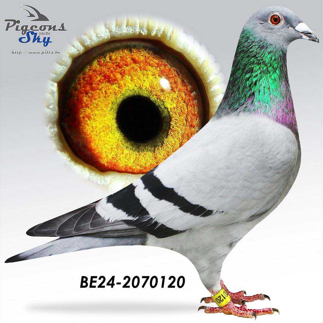 “Victoria"  - dochter “Tiny Rebel” 1 prov. BU Argenton 1559 d. - 3 prov. Salbris 1655 d. - 8 nat. zone Bourges 4514 d.