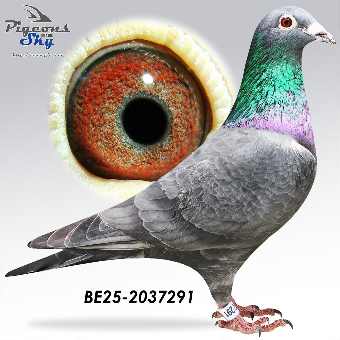 “Double A" uniek genotype: AA-CTCC - halfbroer 1 nat. zone Argenton 1018 d. (9 nationaal 8867 d.)