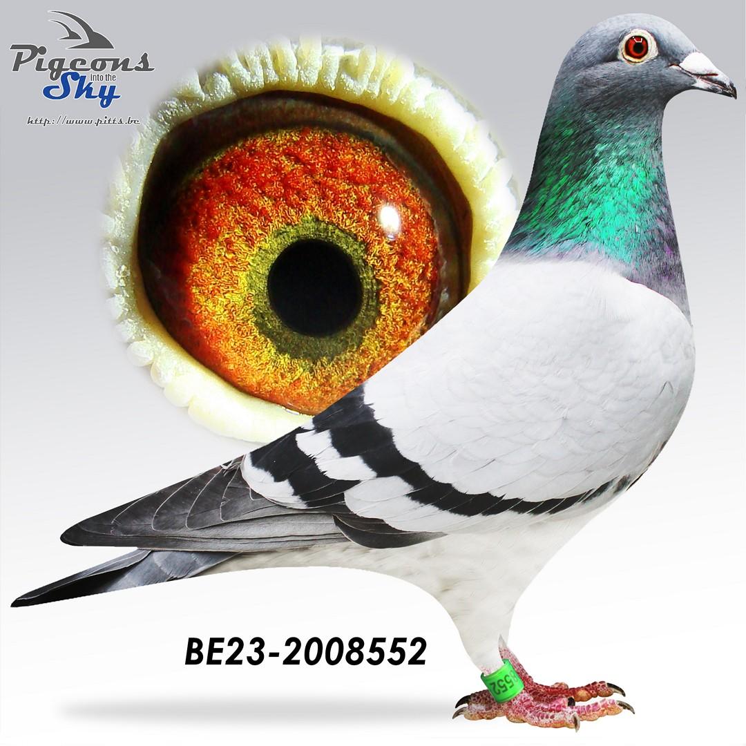 “Samba", genotype BB-CCTT , halfzus 5 nat. Asduif. KBDB GHF; halfzus 1 nat. Bourges