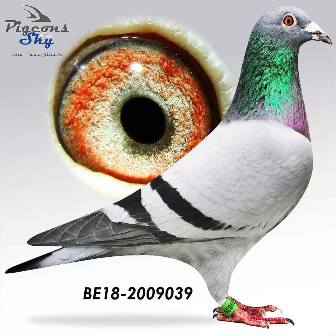 “Lucy in the Sky” vloog 5 x top 200 nationaal - halfzus Tiny Rebel (1 prov. BU Argenton) - genotype AB-CCCC 