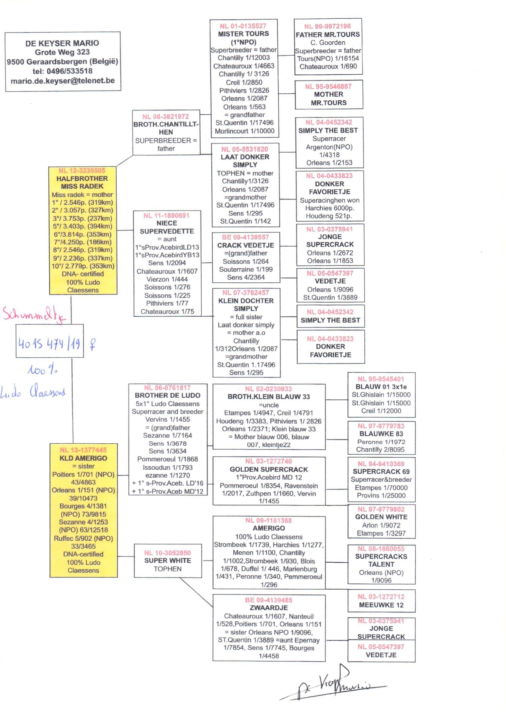 pedigree Halfbrother Miss Radek x Kleindochter Amerigo 