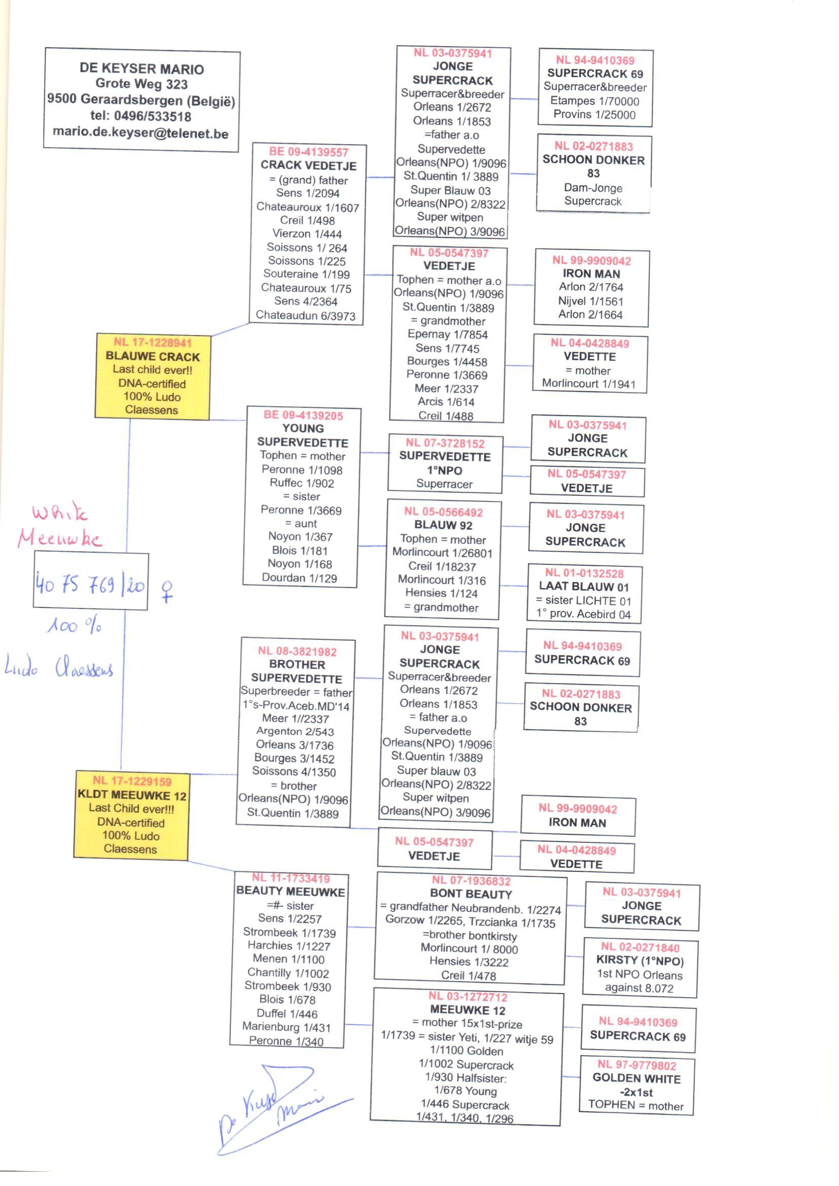 pedigree Blauwe Crack x Kleindochter Meeuwke 12 