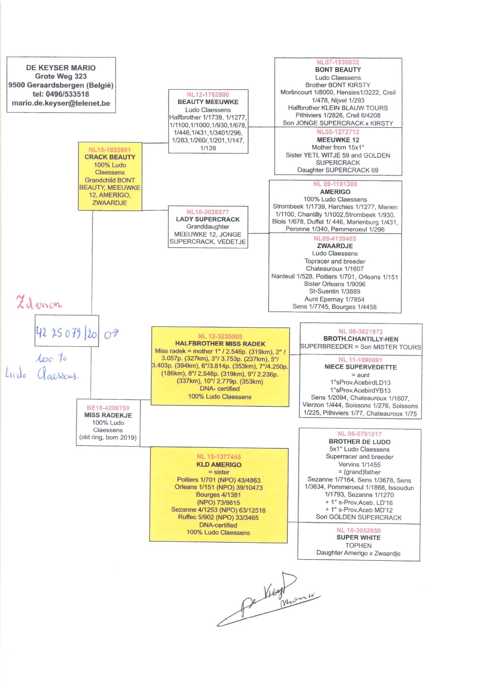 pedigree Crack Beauty x Miss Radek 