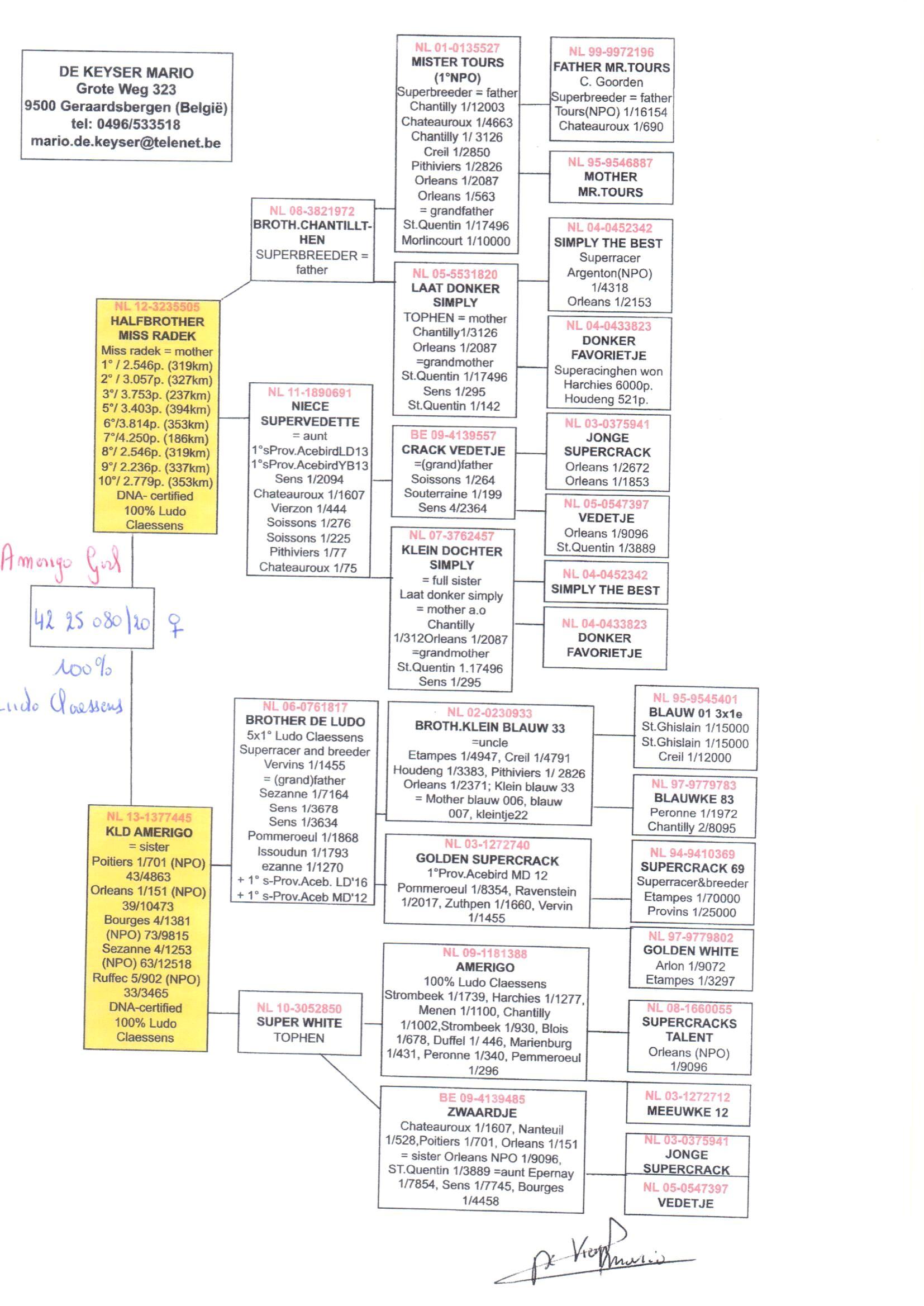 pedigree Halfbrother Miss Radek x Kleindochter Amerigo 