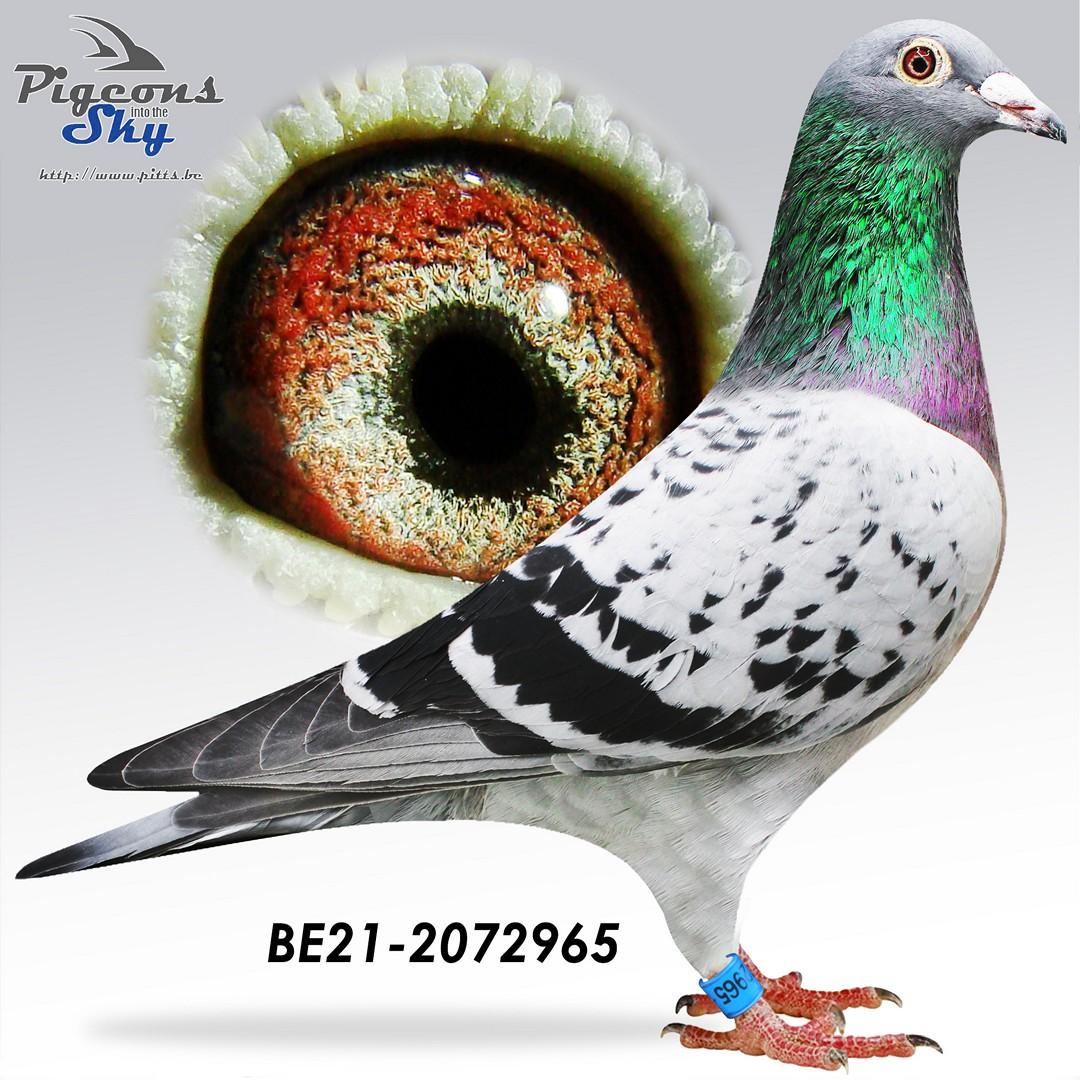 “Claudia Schiffer", CTCC genotype, wint 6 prov. Blois 1196 d. en 9 prov. Limoges 439 d. maar ook 46, 60, 87, 98, 115, 119 en 135 nat. zone GHF