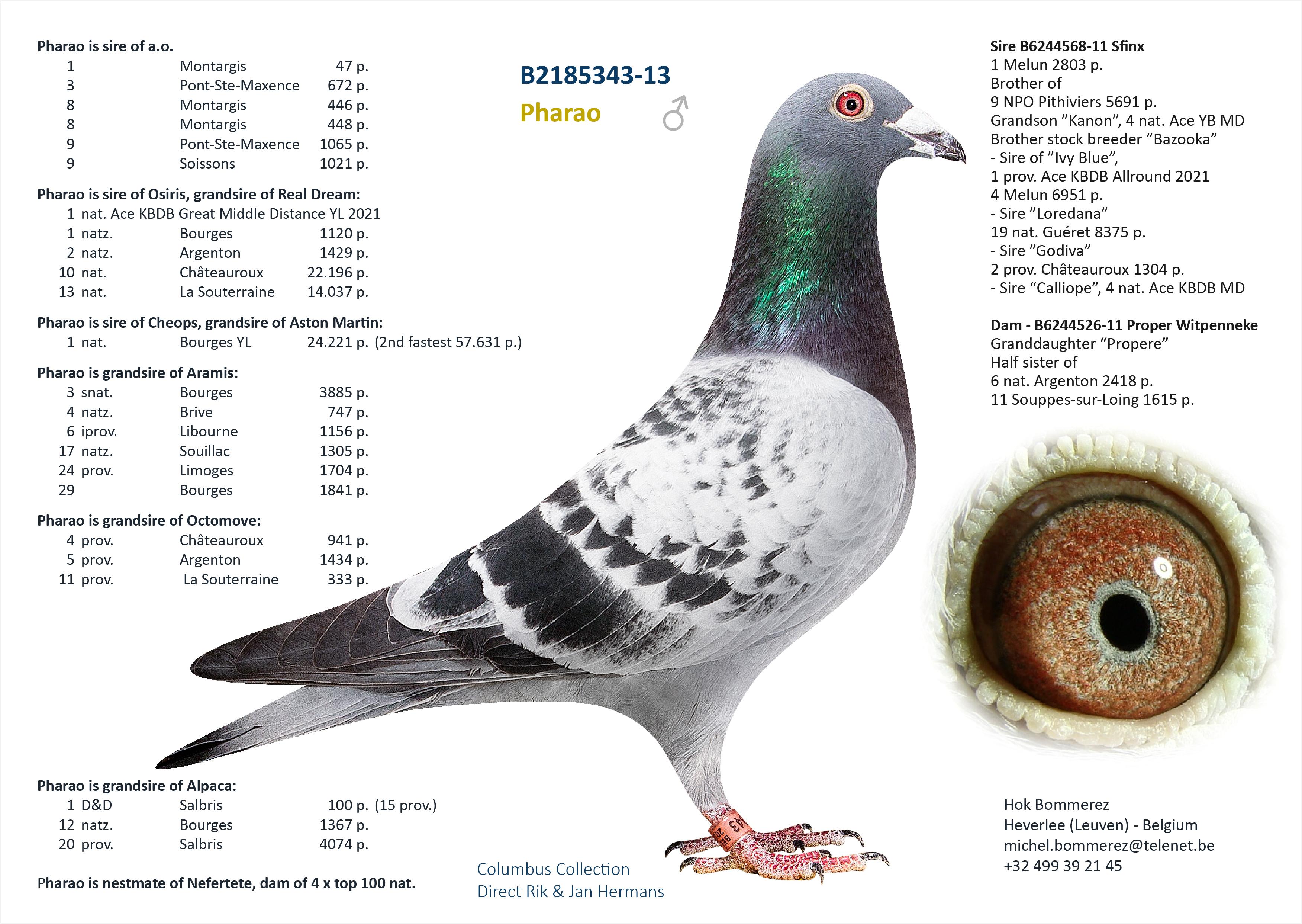 “Claudia Schiffer", CTCC genotype, wint 6 prov. Blois 1196 d. en 9 prov. Limoges 439 d. maar ook 46, 60, 87, 98, 115, 119 en 135 nat. zone GHF - Familie